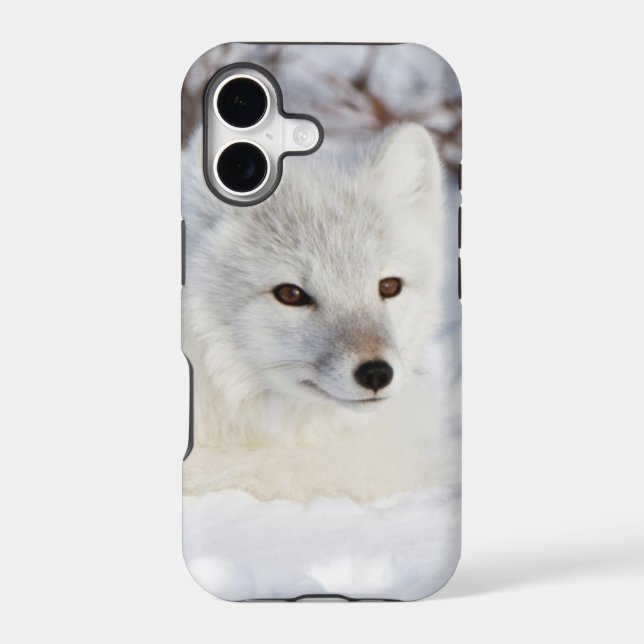 Arctic Fox in winter (Back)
