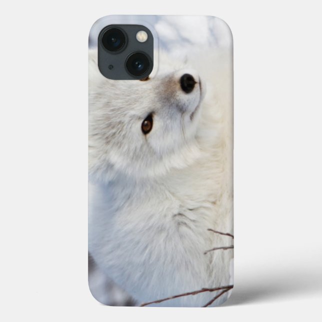 Arctic Fox in winter Case-Mate iPhone Case (Back)