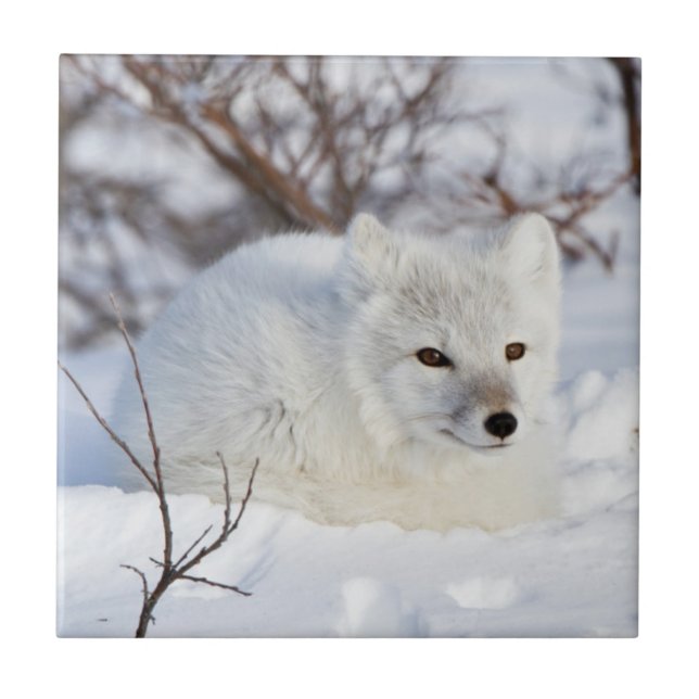 Arctic Fox in winter Ceramic Tile (Front)