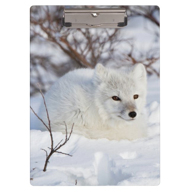 Arctic Fox in winter Clipboard (Front)