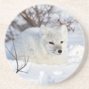Arctic Fox in winter Coaster
