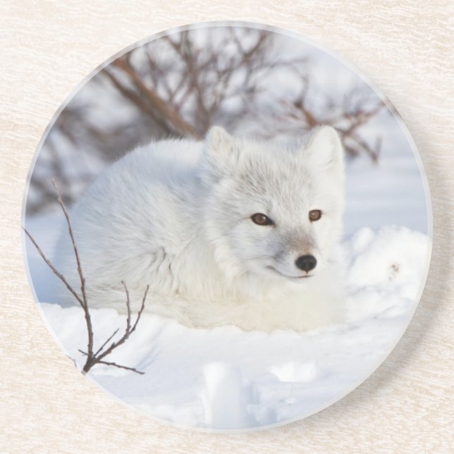 Arctic Fox in winter Coaster (Front)