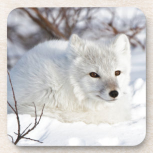 Arctic Fox in winter Coaster