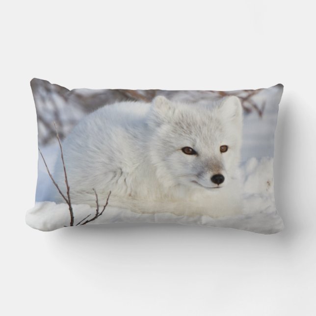 Arctic Fox in winter Lumbar Cushion (Front)