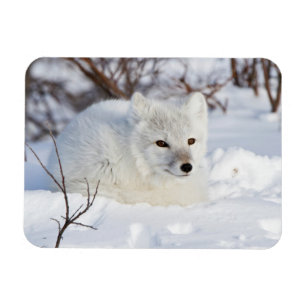 Arctic Fox in winter Magnet