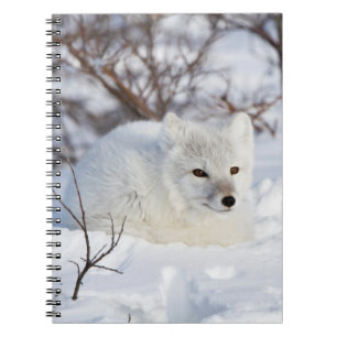 Arctic Fox in winter Notebook