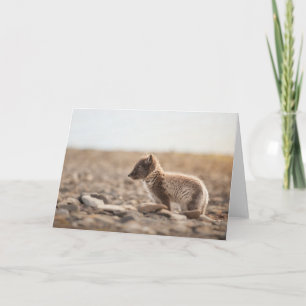 Arctic Fox Nature Photo Card