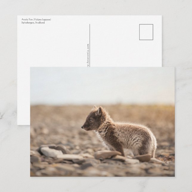 Arctic Fox Nature Photo  Postcard (Front/Back)