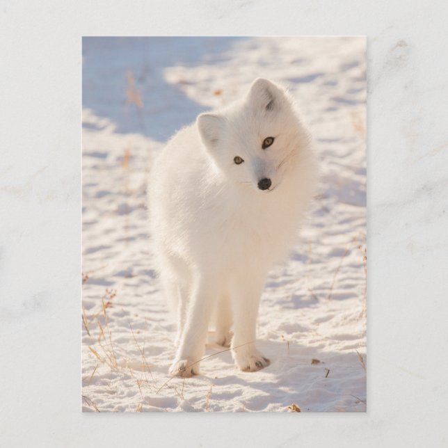 Arctic Fox Postcard (Front)