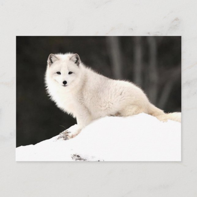 Arctic Fox Postcard (Front)
