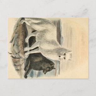Arctic Fox Postcard
