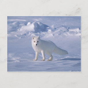 Arctic Fox Postcard