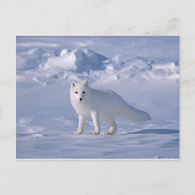Arctic Fox Postcard (Front)