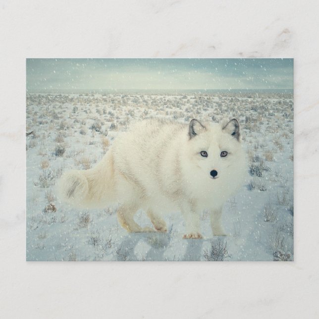 Arctic Fox Postcard (Front)