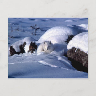 Arctic Fox Postcard