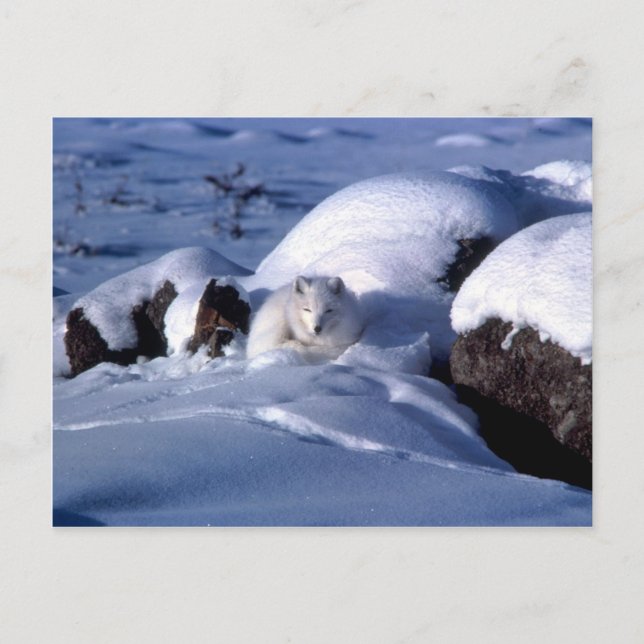 Arctic Fox Postcard (Front)