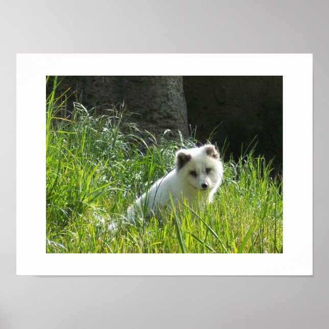 Arctic Fox Poster (Front)