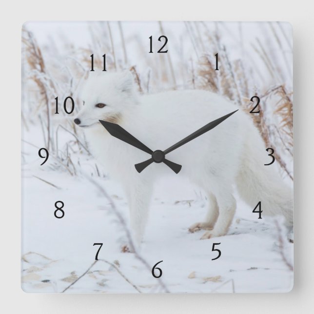 Arctic Fox Square Wall Clock (Front)