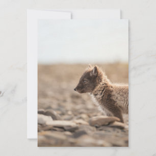 Arctic Fox, Svalbard Card