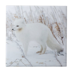 Arctic Fox Tile