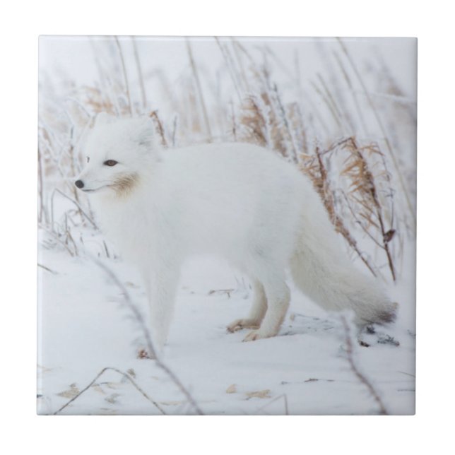 Arctic Fox Tile (Front)