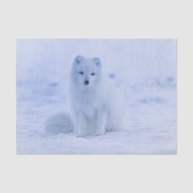arctic fox tissue paper (Front)