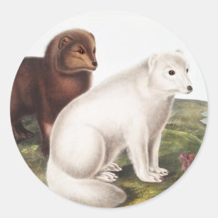 Arctic Fox (Vulpes lagopus) Illustration Classic Round Sticker