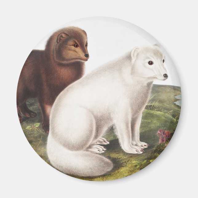 Arctic Fox (Vulpes lagopus) Illustration Magnet (Front)