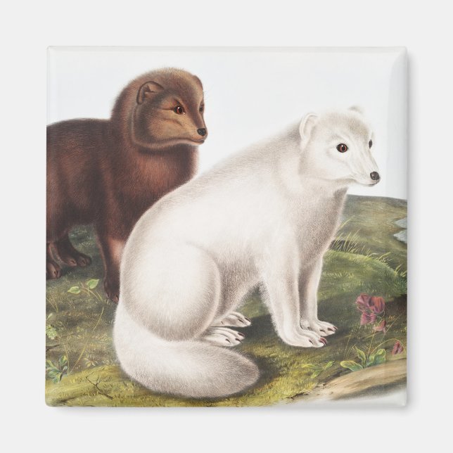 Arctic Fox (Vulpes lagopus) Illustration Magnet (Front)
