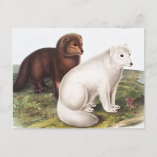 Arctic Fox (Vulpes lagopus) Illustration Postcard