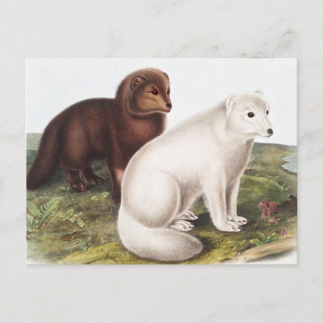 Arctic Fox (Vulpes lagopus) Illustration Postcard (Front)