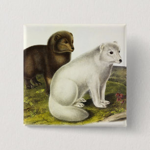 Arctic Fox (White Fox, Polar Fox, Snow Fox) 15 Cm Square Badge