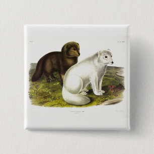 Arctic Fox (White Fox, Polar Fox, Snow Fox) 15 Cm Square Badge
