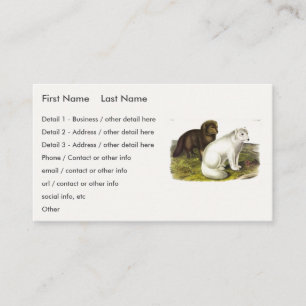 Arctic Fox (White Fox, Polar Fox, Snow Fox) Business Card
