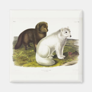 Arctic Fox (White Fox, Polar Fox, Snow Fox) Magnet