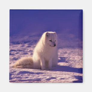 Arctic Fox Winter Snow Landscape Magnet