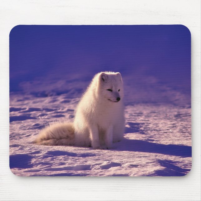 Arctic Fox Winter Snow Landscape Mouse Pad (Front)