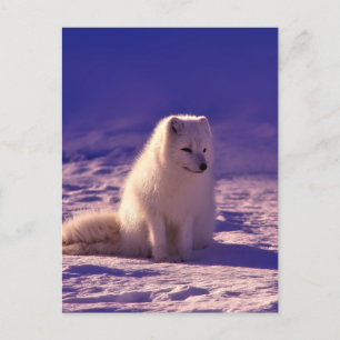 Arctic Fox Winter Snow Landscape Postcard