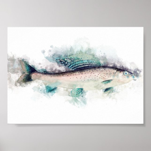 Arctic grayling Aquarelle Art Fishing Enthusiasts Poster (Front)