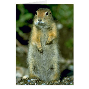 Arctic Ground Squirrel