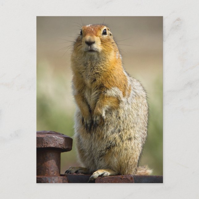 Arctic Ground Squirrel In Alaska Postcard (Front)