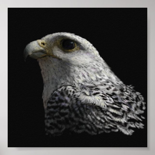 Arctic Gyrfalcon Portrait Painting Poster (Front)
