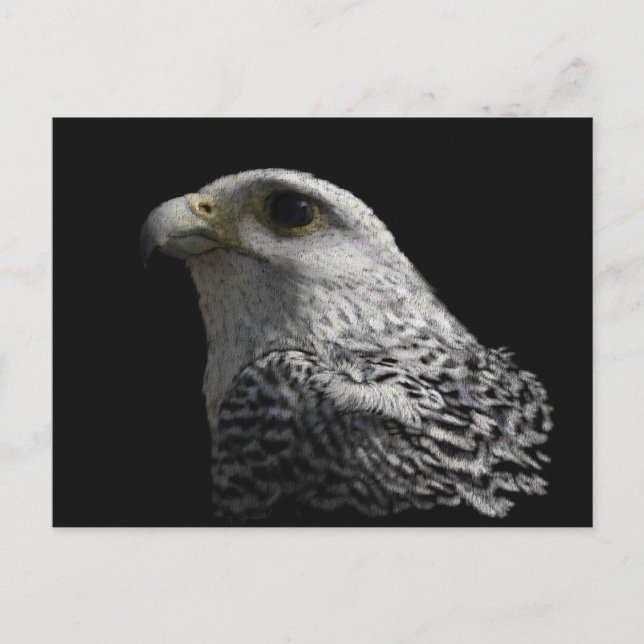 Arctic Gyrfalcon Postcard (Front)