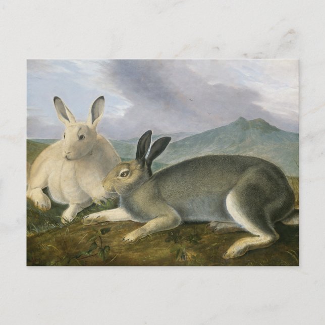 Arctic Hare by John James Audubon Postcard (Front)