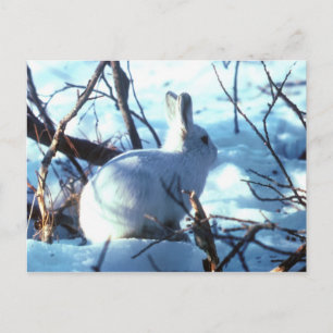 Arctic Hare in Snow Postcard