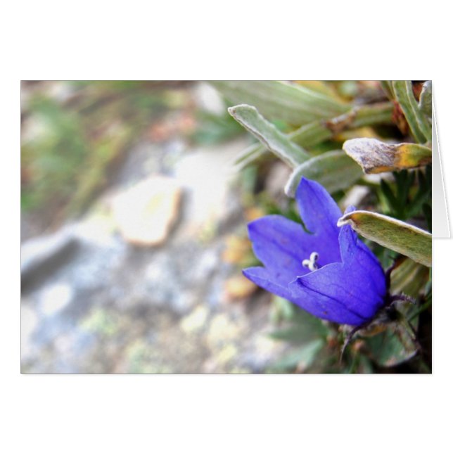 Arctic Harebell Card (Front Horizontal)