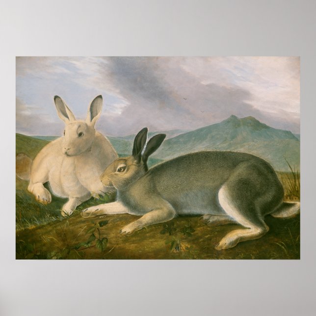 Arctic Hares Couple Landscape Watercolor Oil Poster (Front)