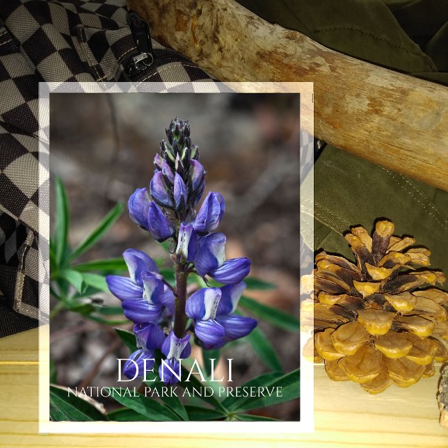 Arctic Lupine Blossom, Denali National Park, AK Postcard (Creator Uploaded)