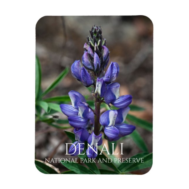 Arctic Lupine, Denali National Park, Alaska Magnet (Vertical)