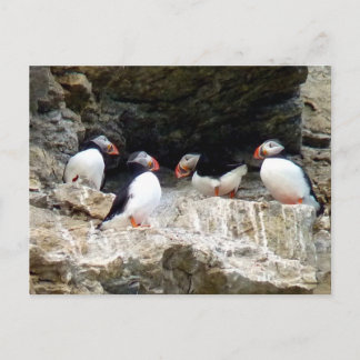 Arctic Puffins in Svalbard Postcard